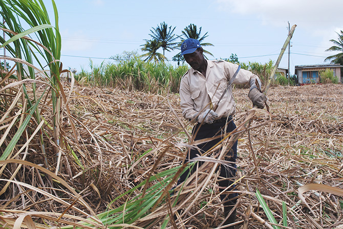 man cuts cane down in a field