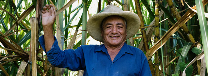 sugar cane farmer in field